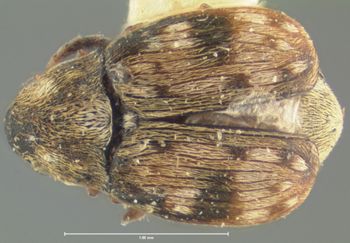 Media type: image;   Entomology 8203 Aspect: habitus dorsal view